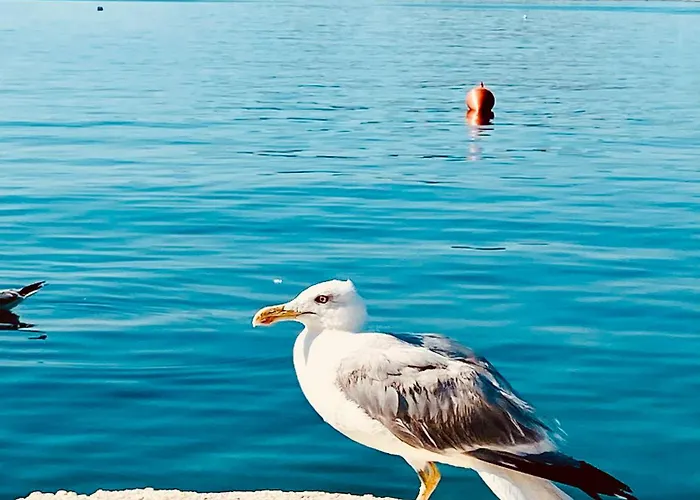 Apartman Veic Rogoznica (Sibenik-Knin)